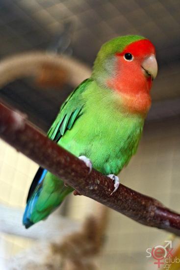 Agapornis_roseicollis_-Peach-faced_Lovebird_pet_on_perch.jpg