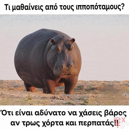 Ιπποπόταμος.jpg