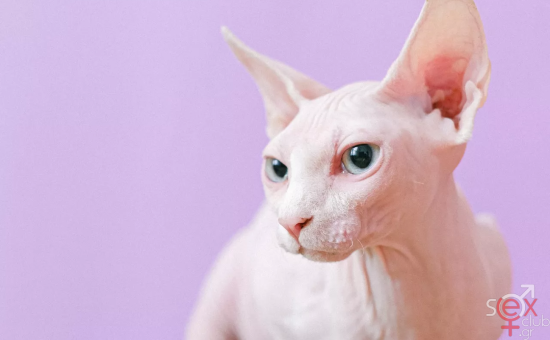 Sphynx.png