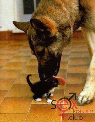 dog_and_kitty.jpg