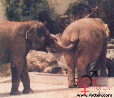 elephant-digging.jpg