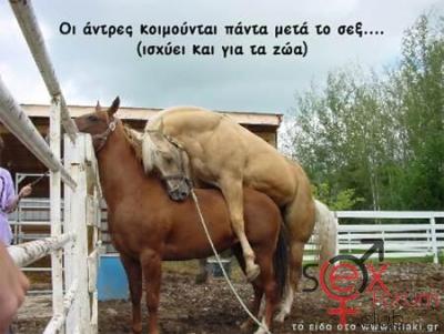 HorseSleepG.jpg