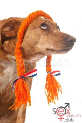 2255715_stock-photo-funny-dutch-dog-looking-op.jpg