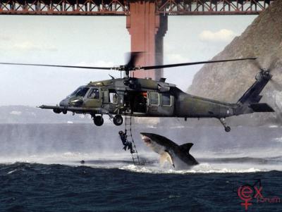 PicShark.jpg