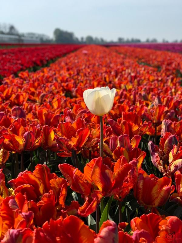 flowers.jpg