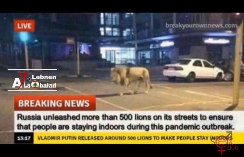 lions.jpg