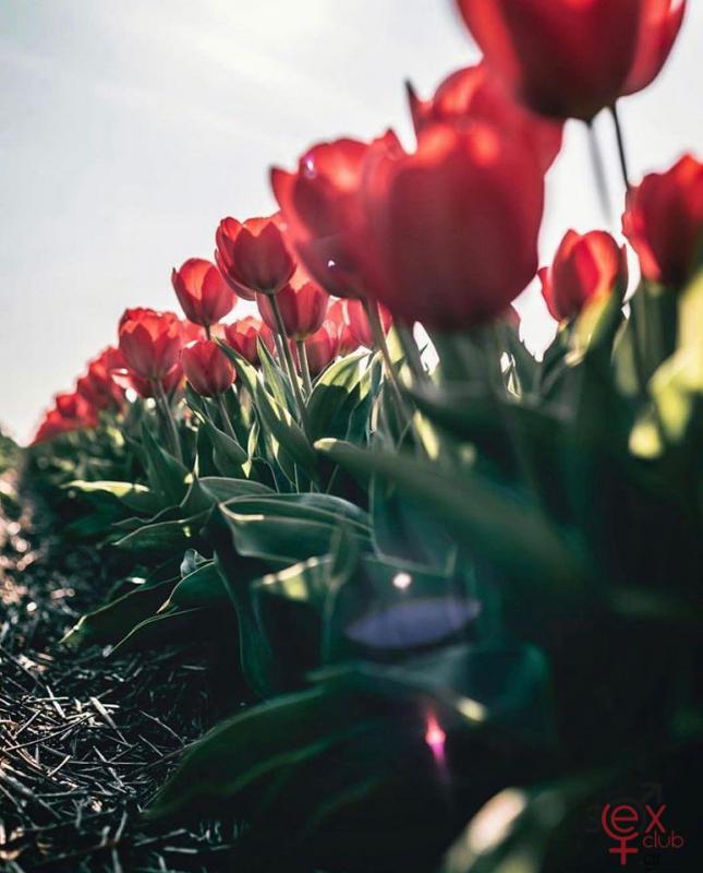tulipes.jpg