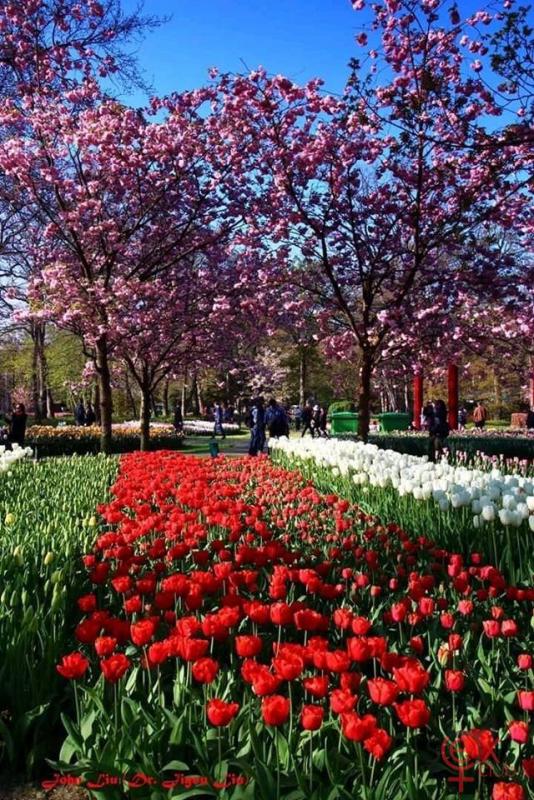 keukenhof.jpg