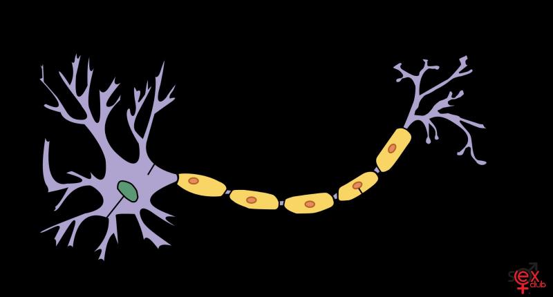 1920px-Neuron_el_svg.png.3244d6efa2de2b2c27d8cd6c3cde3278.png
